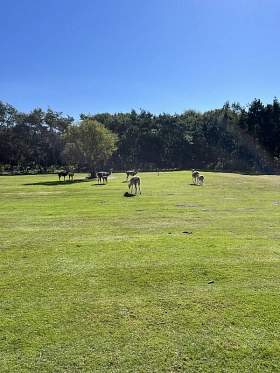 Wildpark